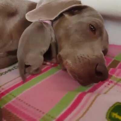 This is my blanket !