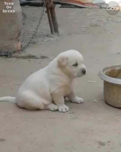 What most likely to happen when you grew up with chickens.