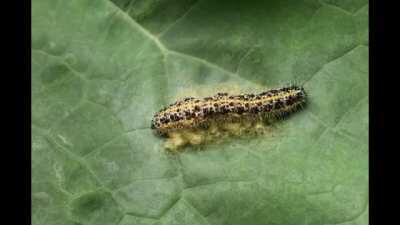 Parasitic wasp larvae burst from a caterpillar's body