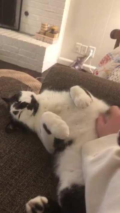 My cat likes belly rubs a lot