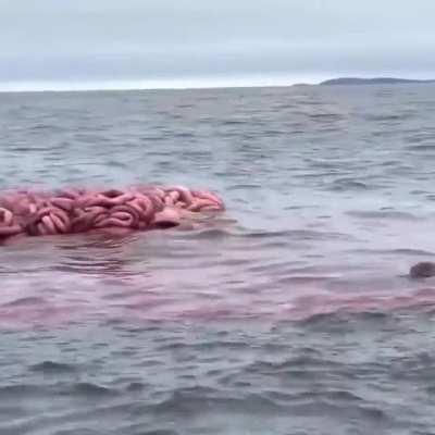 A whale carcass explodes from gas built up inside
