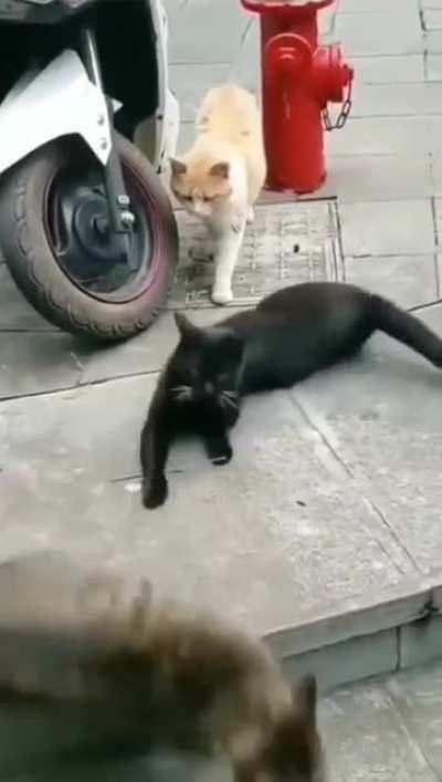 When your wife came home early