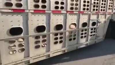 Vegan activist tries to stop truck