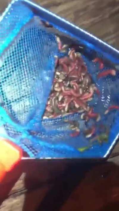 Forbidden gummy worms