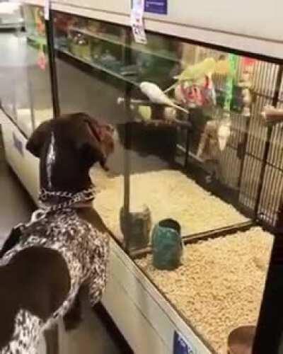 A German short hair pointer. Doing what they do, telling us where the bird is