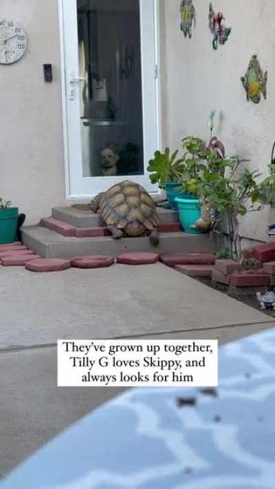 A friendship between a tortoise and 2 dogs