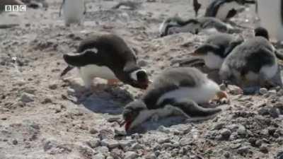 A lost penguin chick is killed by territorial adults
