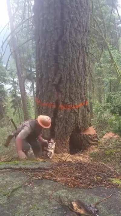Tree splitting in half