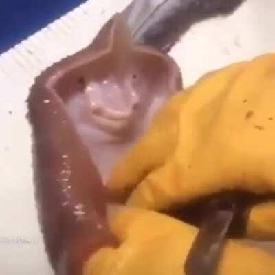 Wholesome .................... btw stolen only