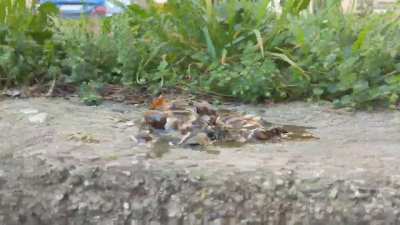 Group of snail crushed underfoot