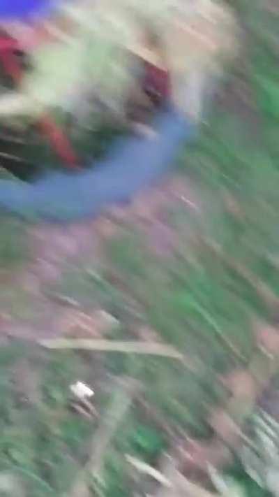 STONED HAWK hangs with me for an hour