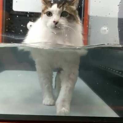 Chonker works off the pounds on a special treadmill