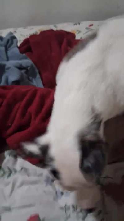 Evry time I get home she get excited