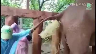 Elephant constipation relief (don’t watch when eating pls)