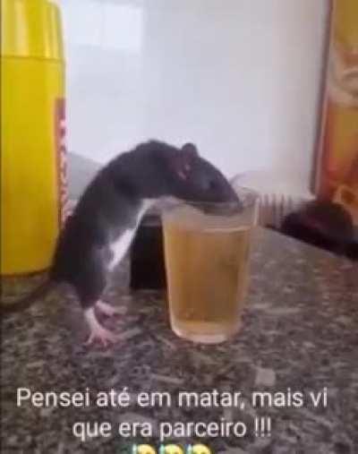 Gabs furando a pandemia