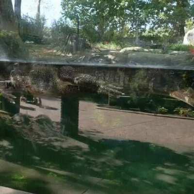 Can alligators be Derps?