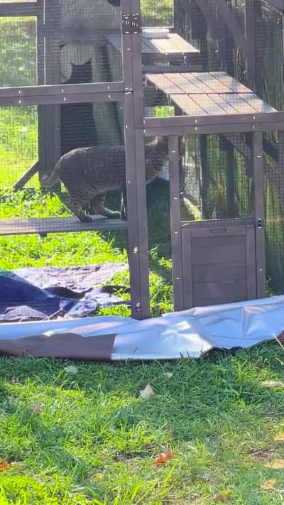 Sound on for George’s tiny meows 🔈🔉🔊