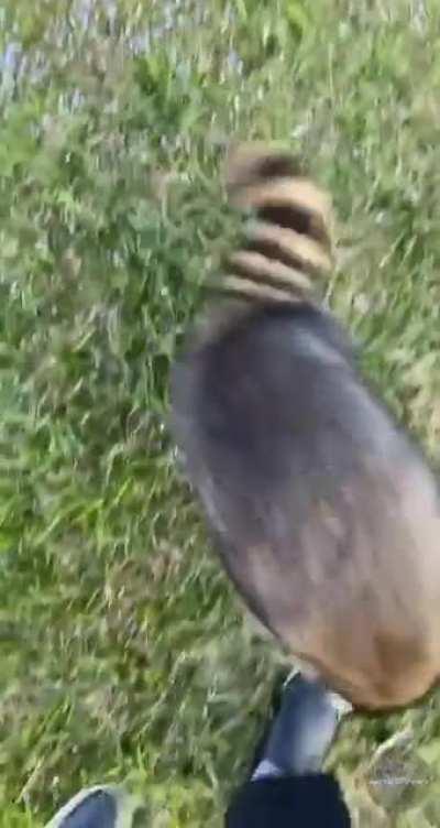 Fire Giant POV while fighting the Tarnished