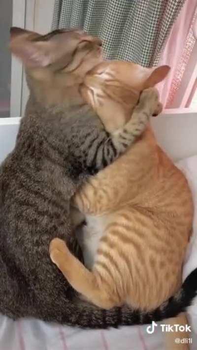 Omg …I think it is the biggest love 💕