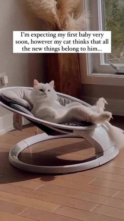 A feline main character