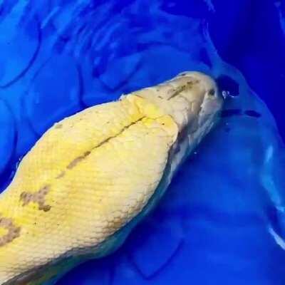 Snake Blowing Bubbles