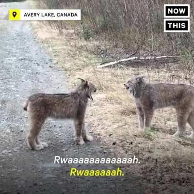 Lynx have such majestic calls