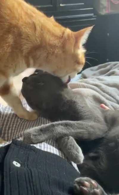 When it’s bath time, it’s bath time