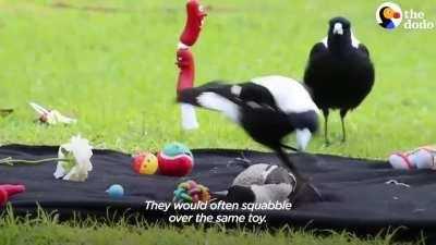 When magpies started befriending Danielle at her new home, she began to appreciate how clever and playful they were. She then set out to raise awareness around these misunderstood birds, and she has since become a rehabilitation expert and is known as the