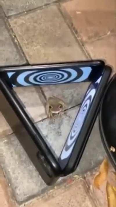 WCGW trying to hypnotize a frog