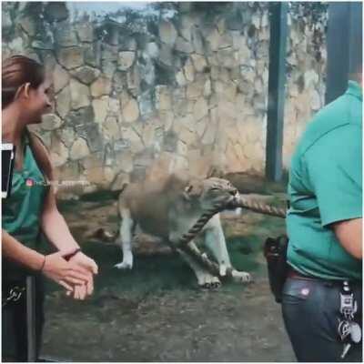 The sheer power of Big cat