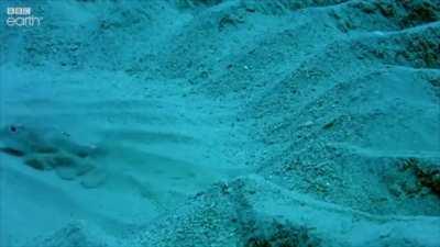 He&rsquo;s definitely reproducing