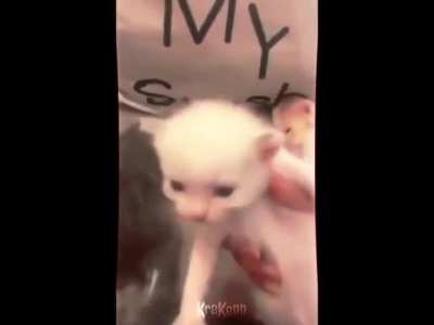 Gatos