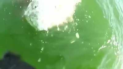 The sea is full of absolute monsters.