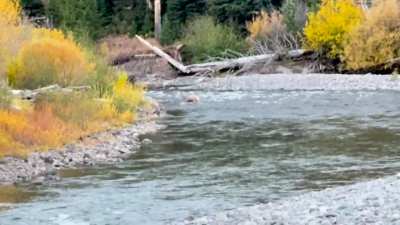 This grizzly looked really big, even from a distance!