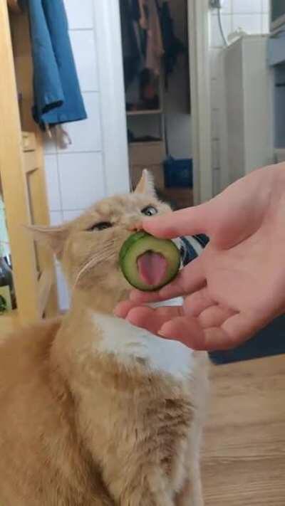 cucumber cat