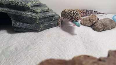 Alan’s first hornworm. I think he likes it.