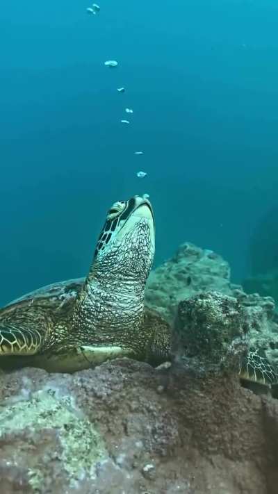 Sea turtle sleeping by @charlottepiho