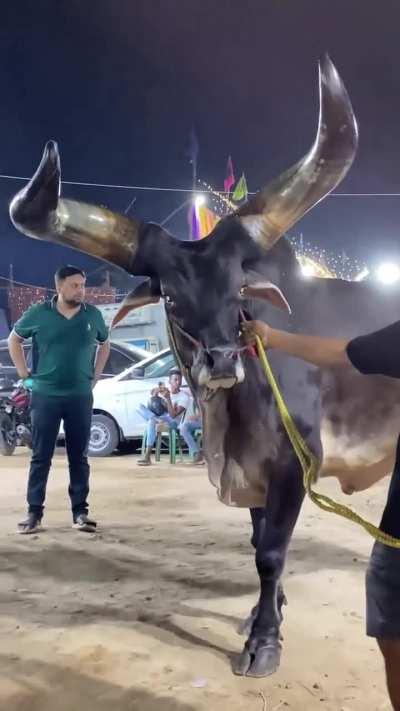 Weakest cow in endia 💪🐮