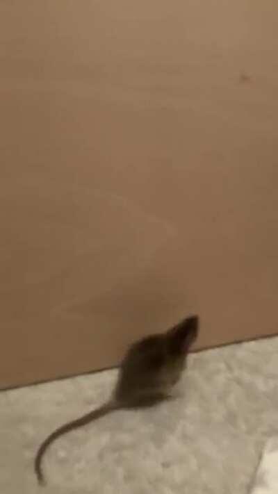 We put a barrier up so they couldn’t get behind the furniture. This was how Stella chose to spend her free roam time.