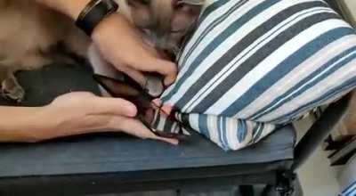 I added my cat's fingerprint to my phone and it works!