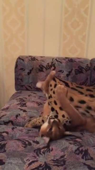 Floppa! Sogga!! Noooo!!