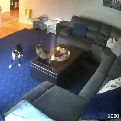 Why is the cat so calm?