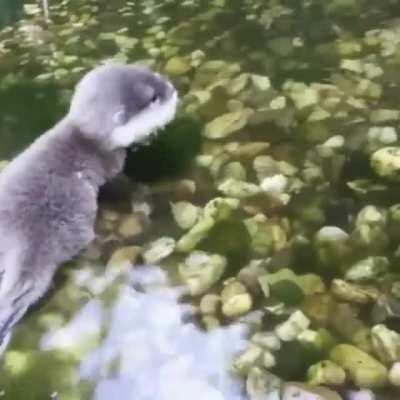 We must secure a safe future for baby otters.