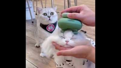 Cat Pressed with Evil Machine as his brother watches in horror