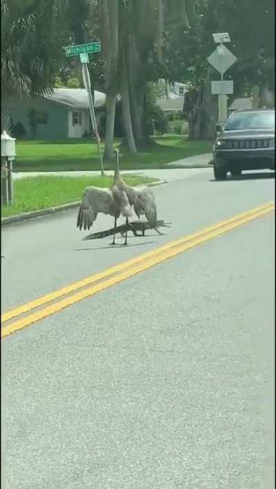 Birds carefully watching over a crossing beast