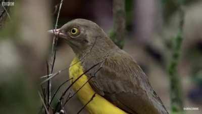 When his rival steals the show