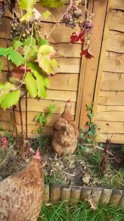 Jumping Chickens