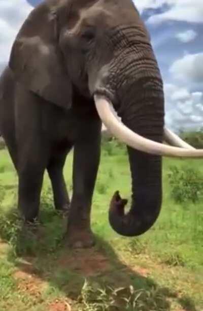 This elephant pretends to eat hat then gives it back