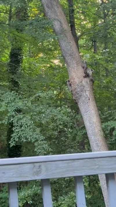 Mama trash panda and her 3 babies heading out of their hidey-hole for the evening