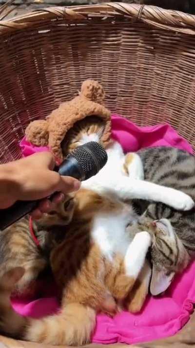 That's a sound I wasn't expecting.